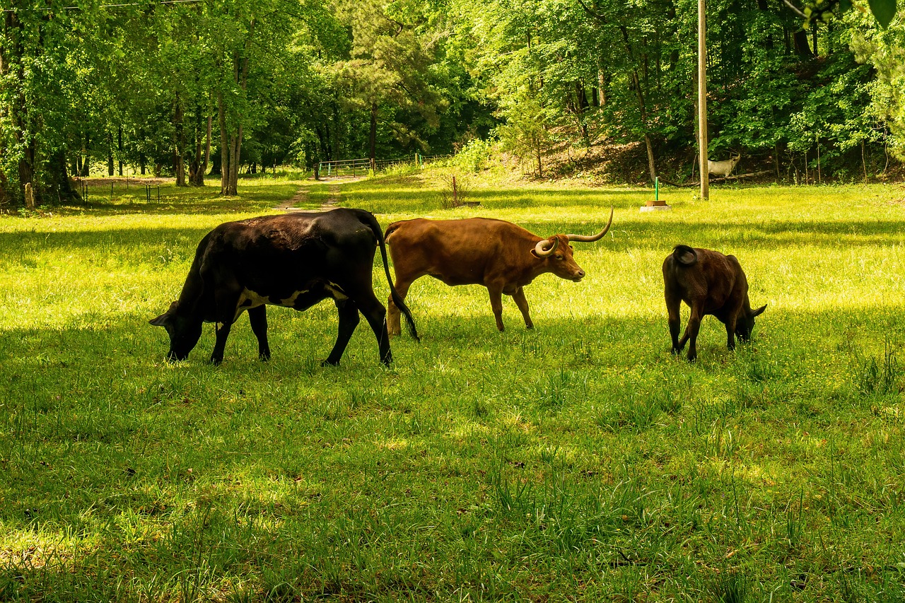 découvrez tout ce que vous devez savoir sur l'empreinte carbone : son influence sur l'environnement, comment la mesurer et des conseils pratiques pour la réduire au quotidien.