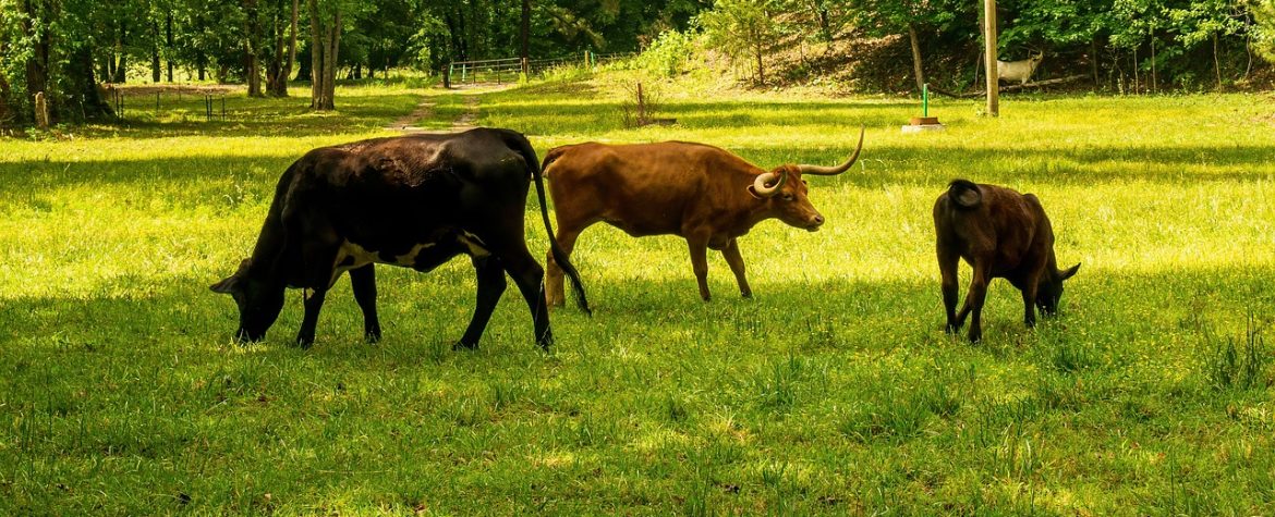 découvrez ce qu'est l'empreinte carbone, son impact sur l'environnement et les actions à entreprendre pour réduire votre contribution aux changements climatiques. adoptez des gestes responsables pour un avenir durable.