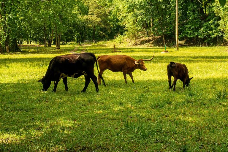 découvrez ce qu'est l'empreinte carbone, son impact sur l'environnement et les actions à entreprendre pour réduire votre contribution aux changements climatiques. adoptez des gestes responsables pour un avenir durable.