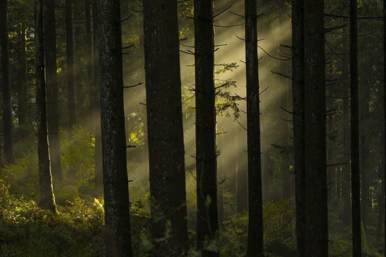 découvrez l'importance des forêts pour notre planète, leur biodiversité et les services écologiques qu'elles offrent. apprenez comment préserver ces précieuses ressources naturelles pour les générations futures.