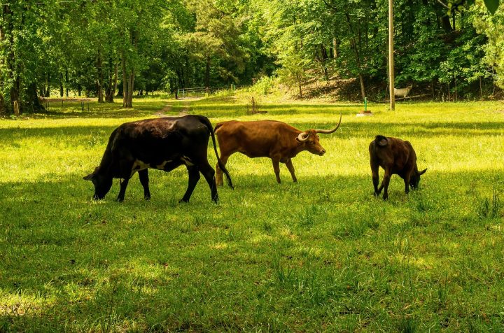 découvrez tout sur l'empreinte carbone : ses impacts, son calcul et des conseils pratiques pour réduire votre propre empreinte écologique et contribuer à la protection de notre planète.