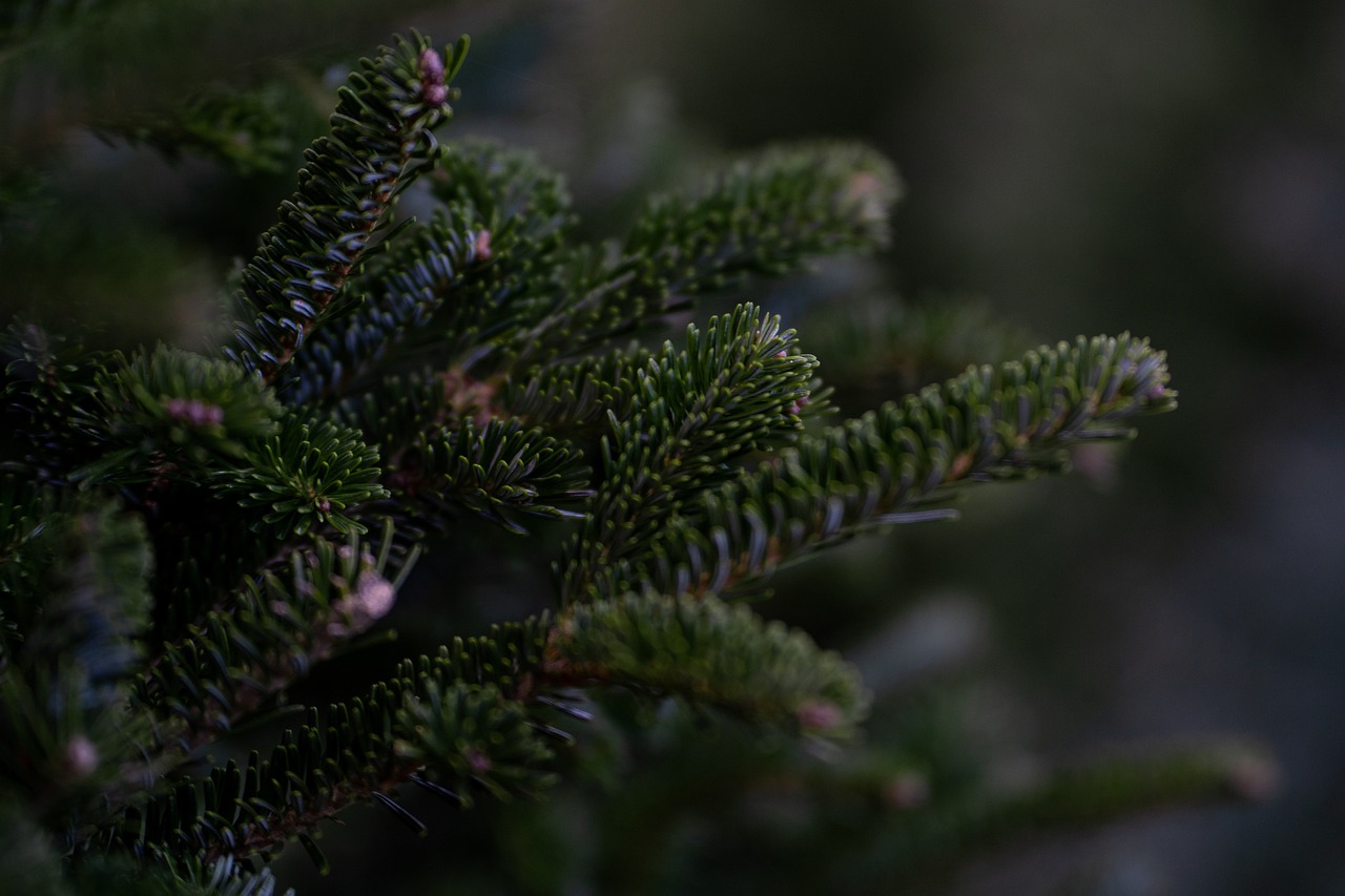 découvrez notre magnifique sélection de sapins de noël, parfaits pour embellir votre intérieur pendant les fêtes. trouvez le sapin qui apportera magie et chaleur à votre décoration de noël.