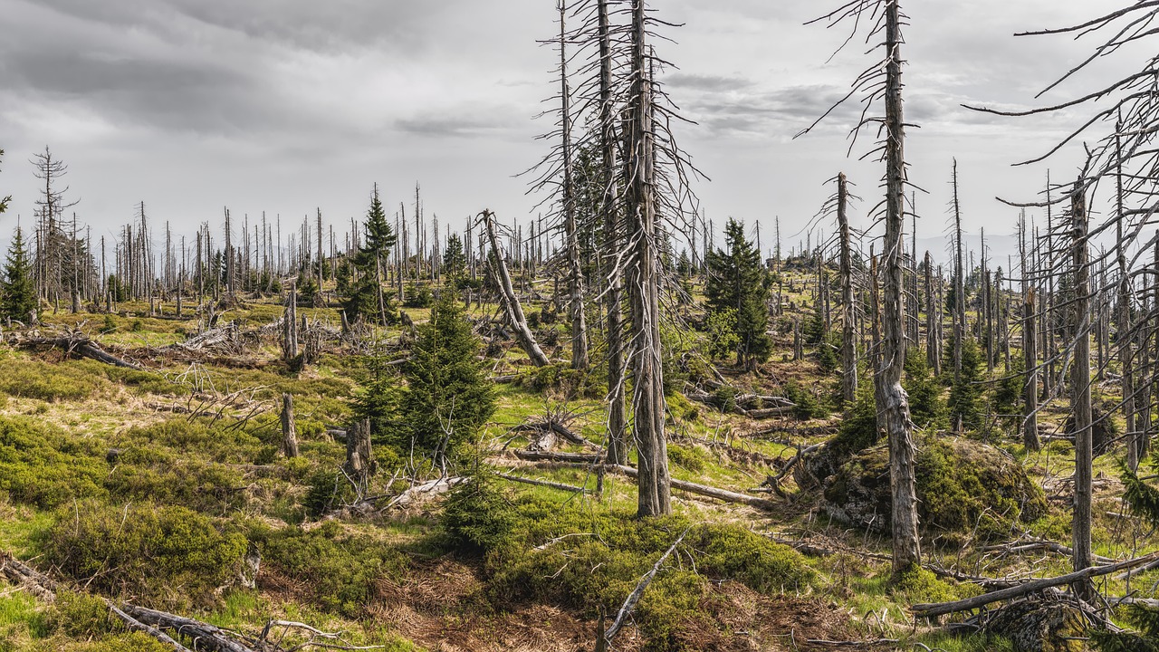 découvrez notre prix environnemental, une initiative qui récompense les efforts remarquables en faveur de la protection de notre planète. participez à la promotion des pratiques durables et engagez-vous pour un avenir plus vert.