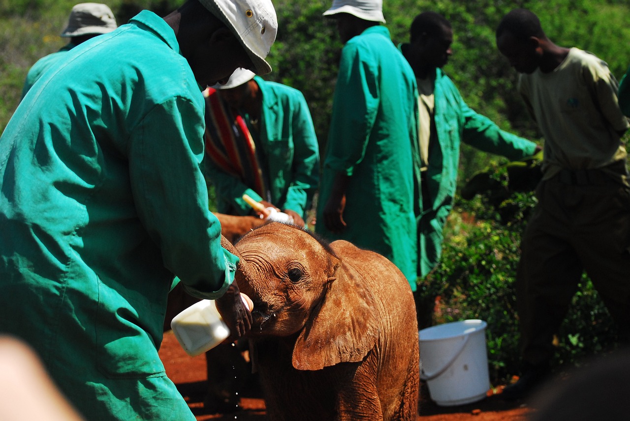 découvrez le monde des ong : leur impact sur la société, leurs missions humanitaires, et comment elles contribuent à un avenir meilleur. rejoignez le mouvement pour soutenir des causes essentielles.