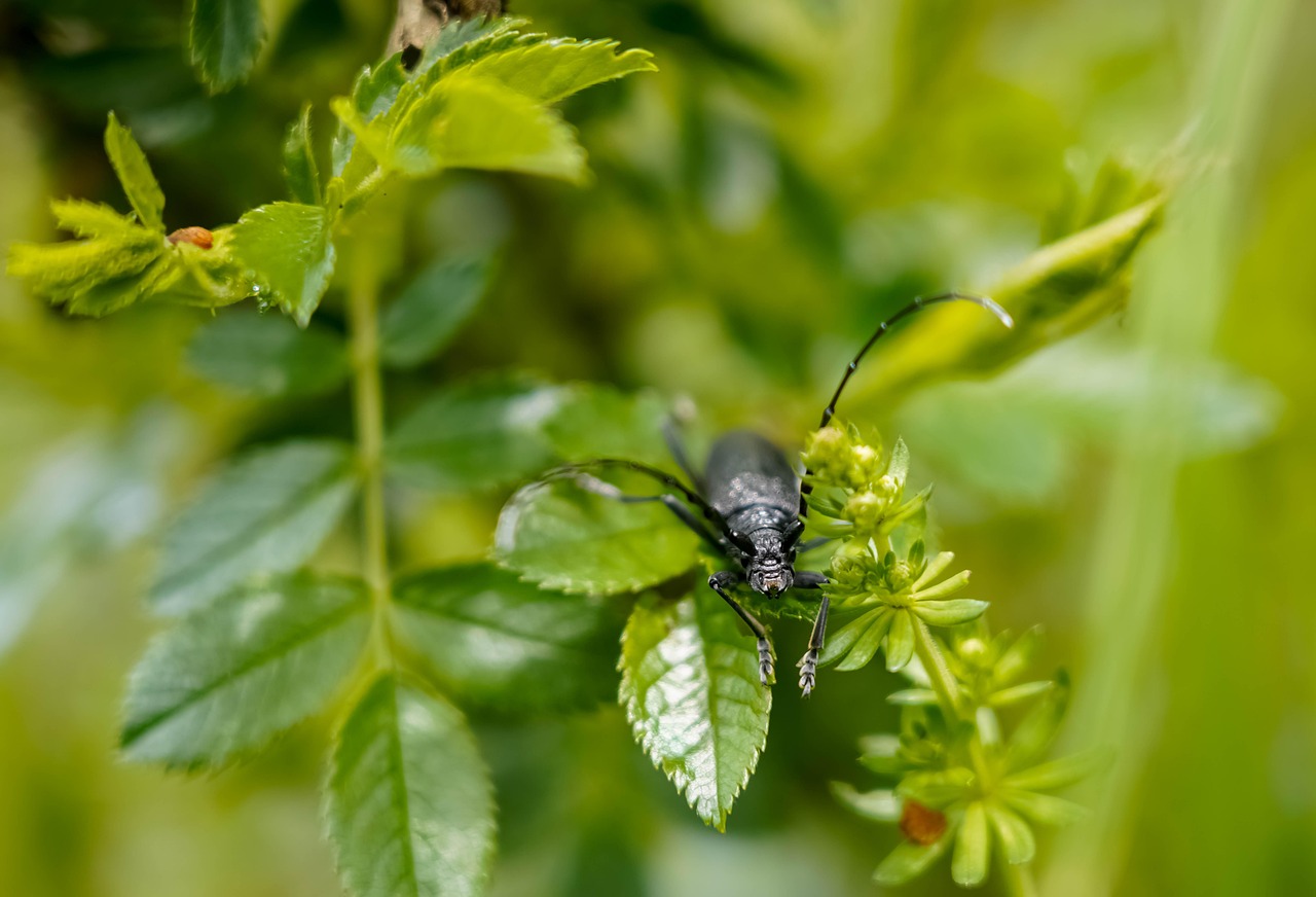 découvrez les principes fondamentaux de l'écologie, la science qui étudie les interactions entre les êtres vivants et leur environnement. apprenez comment préserver notre planète et promouvoir un développement durable grâce à des pratiques respectueuses de la nature.