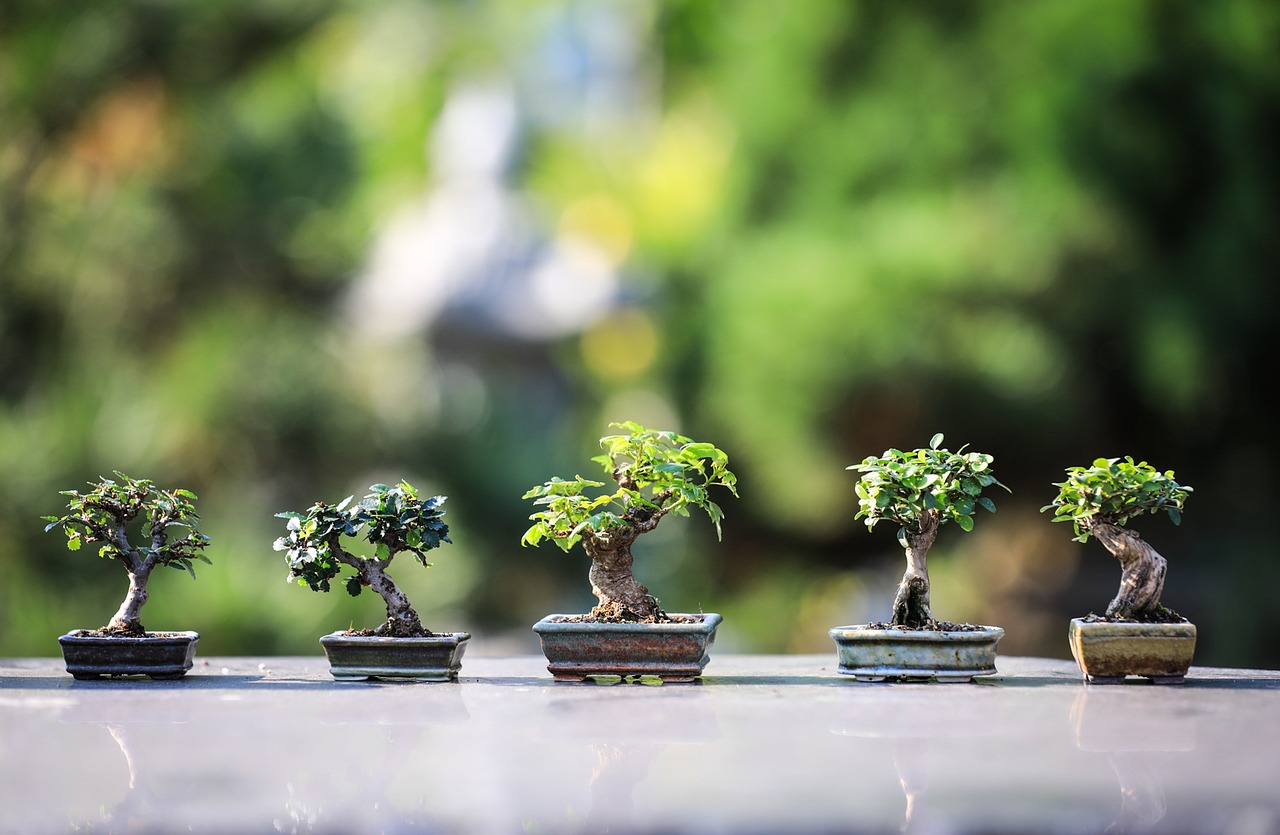 découvrez le jardinage urbain : une pratique écoresponsable qui transforme les espaces urbains en oasis verdoyantes. apprenez à cultiver vos propres plantes, fruits et légumes en ville, tout en contribuant à la biodiversité et en améliorant votre cadre de vie.